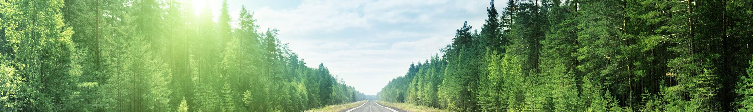 Road and trees